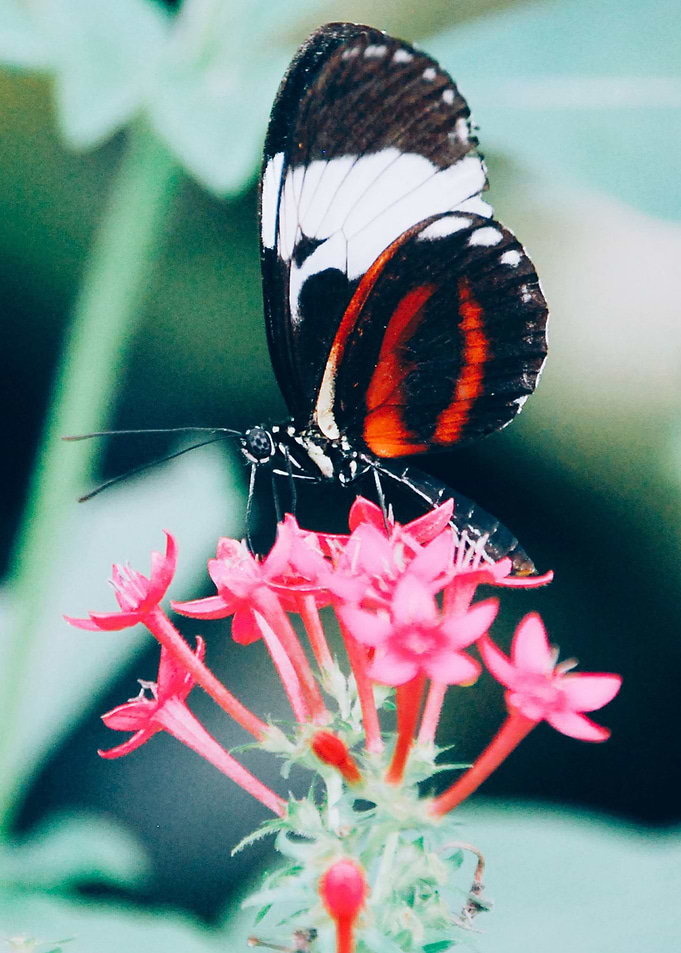 Close up Butterfly