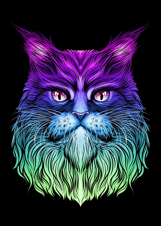 Maine Coon Cat