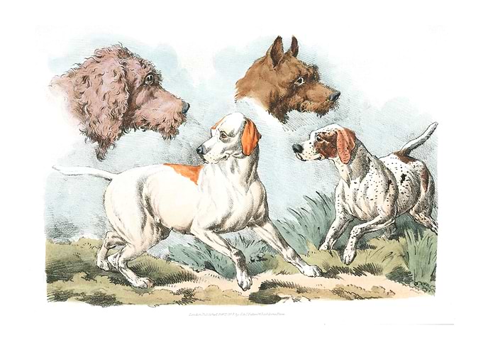 two dogs