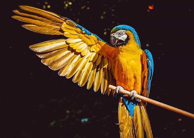 Parrot