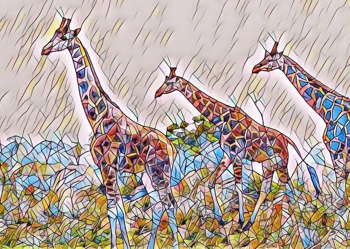 wild life giraffe