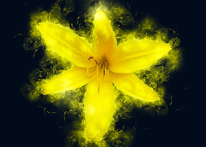 yellow lily smoky