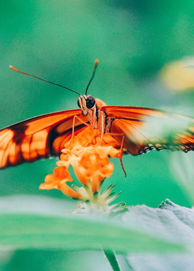 Close up Butterfly