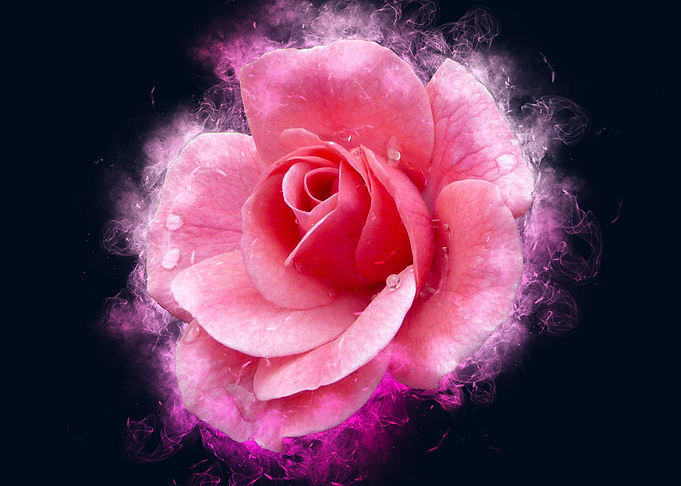 pink rose smoky