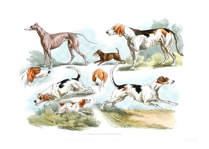 hunting dogs