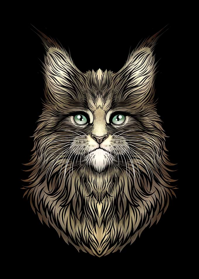 Maine Coon Cat