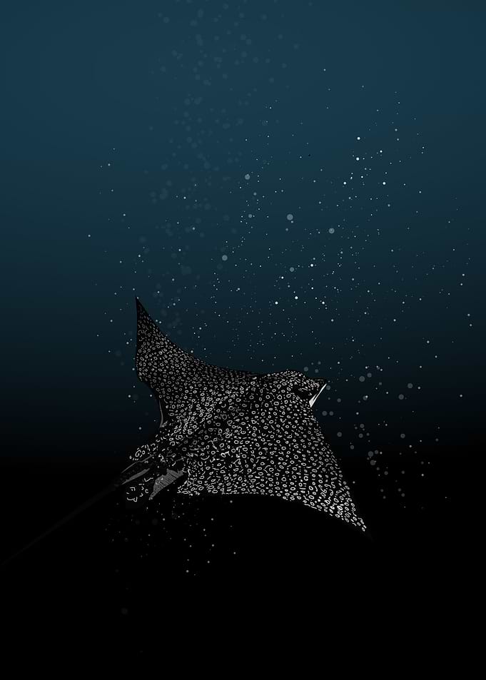 Spotted Eagle Ray