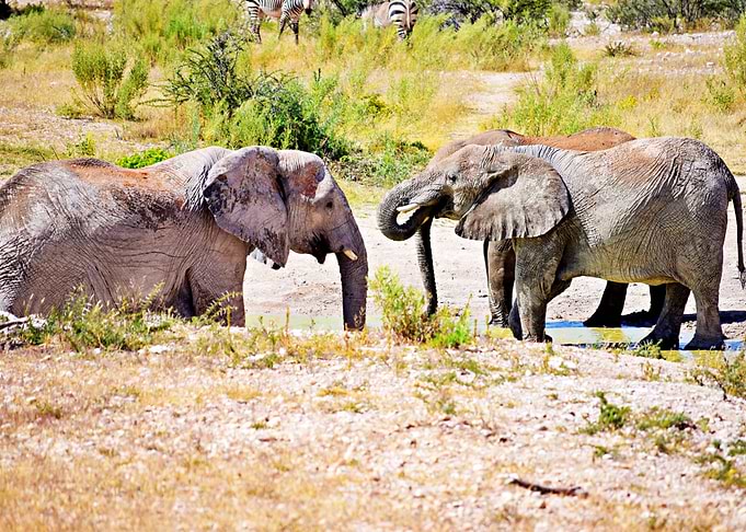 Elephant Herd