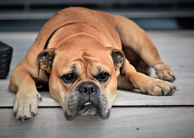Dog