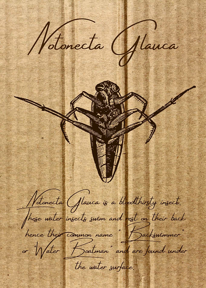 Notonecta Glauca