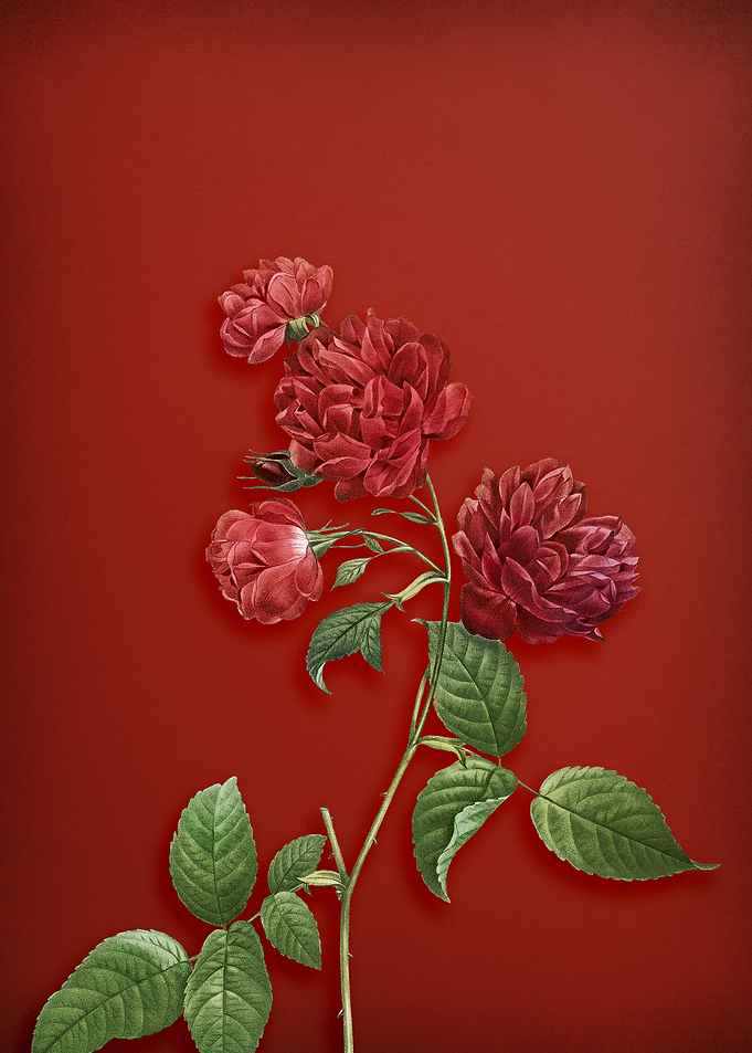 Red Cabbage Rose on Red