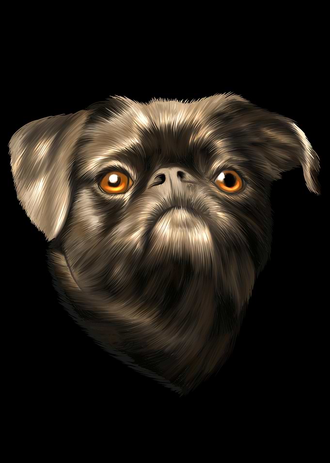 Brabant Miniature Griffon