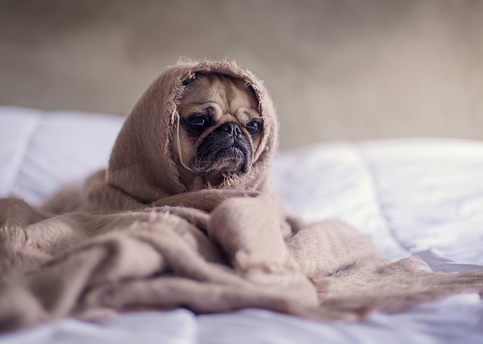 Pug