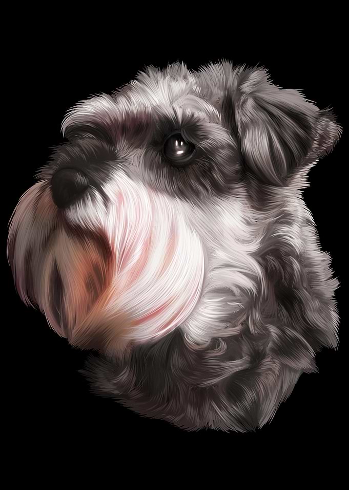 Schnauzer Hund