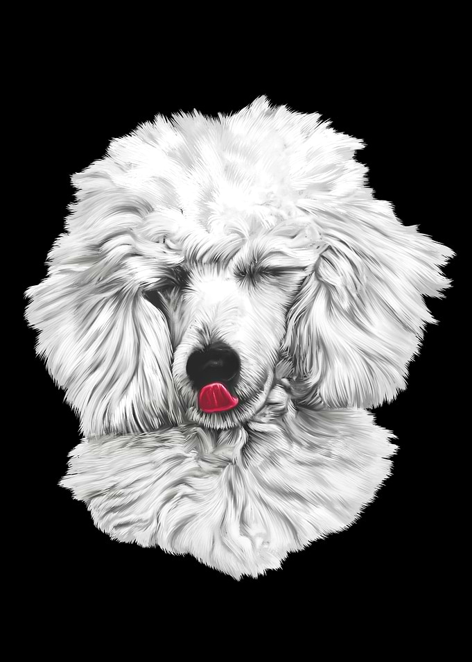 Poodle Dog