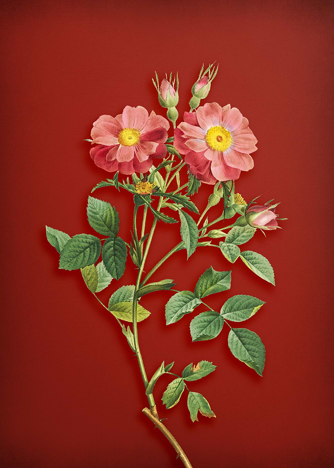 Elizabeths Rose on Red