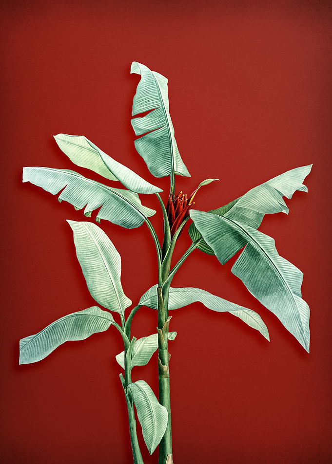 Scarlet Banana on Red