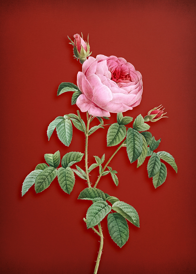 Provence Rose Bloom on Red