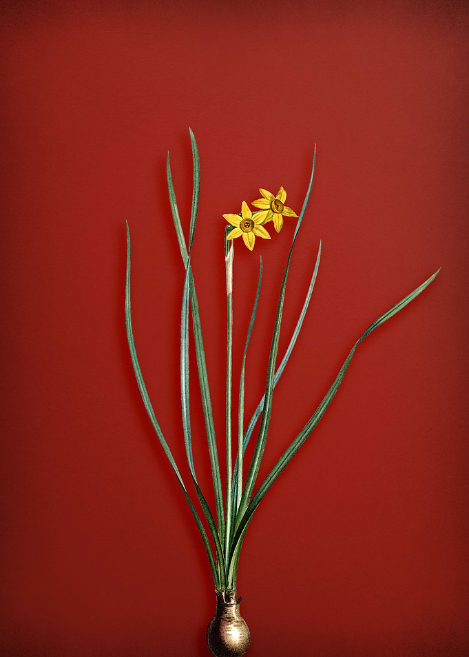 Rush Leaf Jonquil on Red