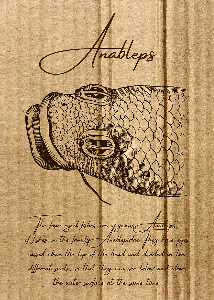 Anableps Four Eyed Fish