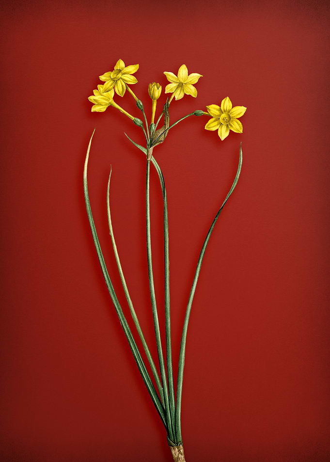 Rush Daffodil on Red