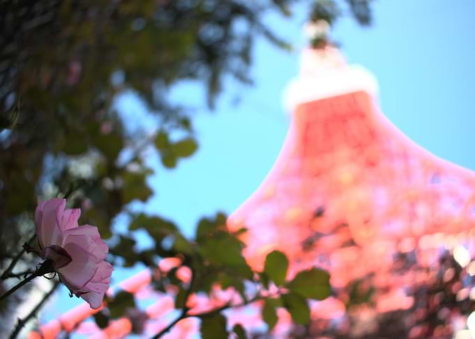 Tokyo Flower pun