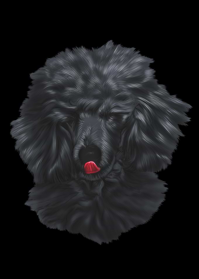 Poodle Dog