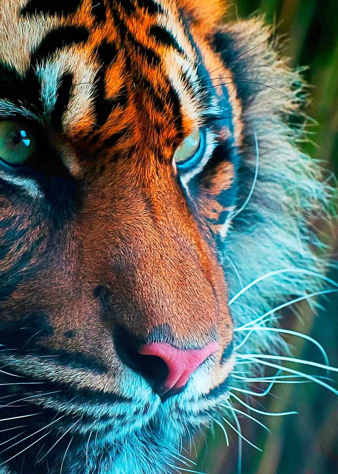 tiger