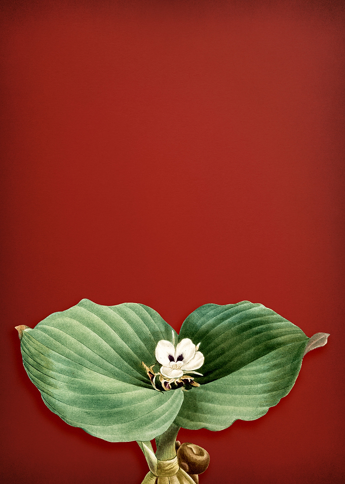 Sand Ginger on Red