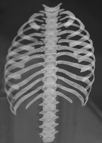 Spine