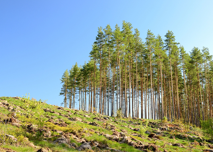 Forest Landscape