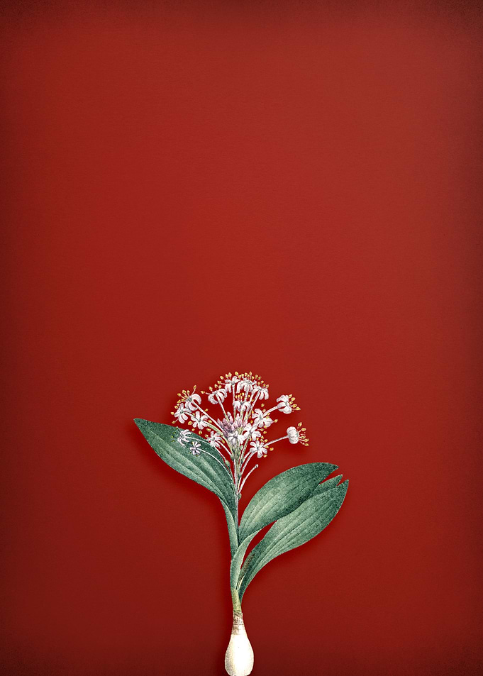 Pygmy Hyacinth on Red
