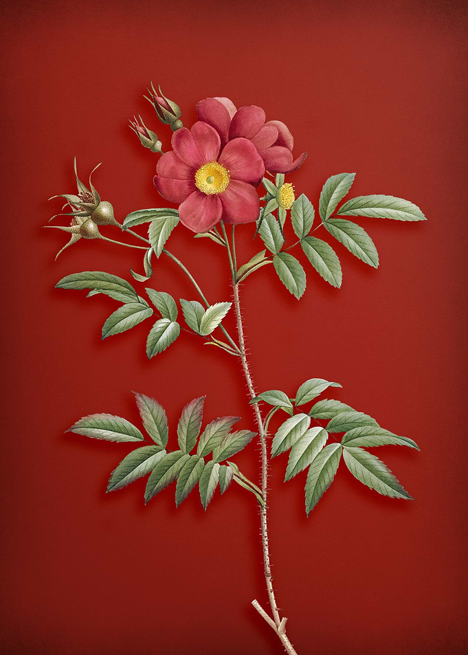 Rosa Redutea Glauca on Red