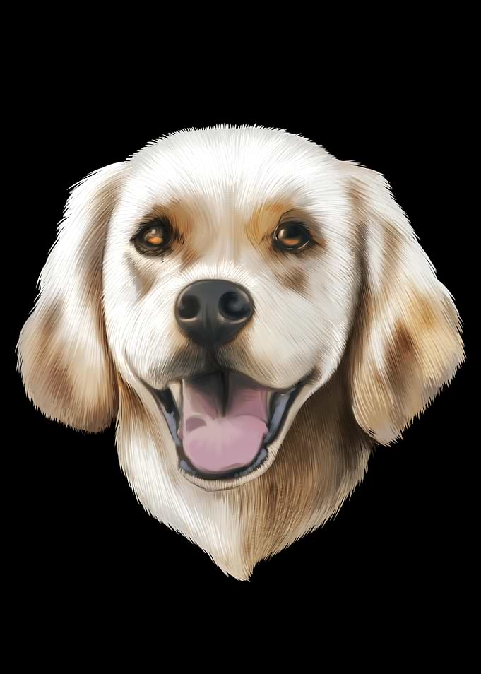 Labrador Hund