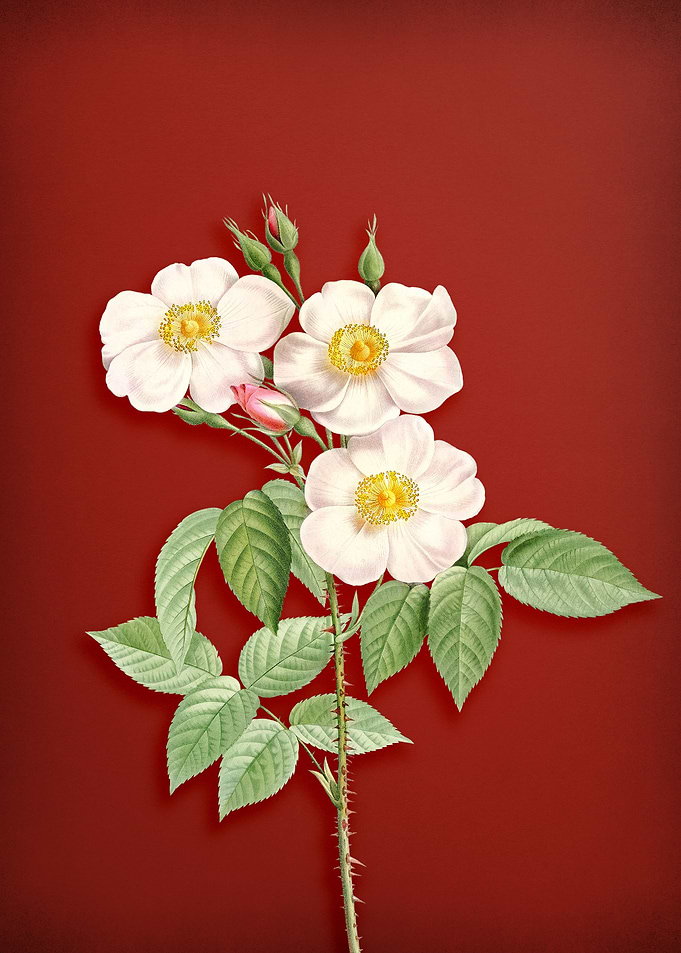 Rose of Castile on Red