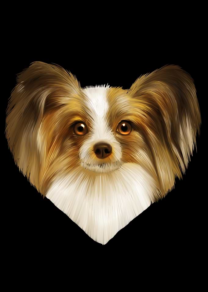 Papillon Hund Portrait