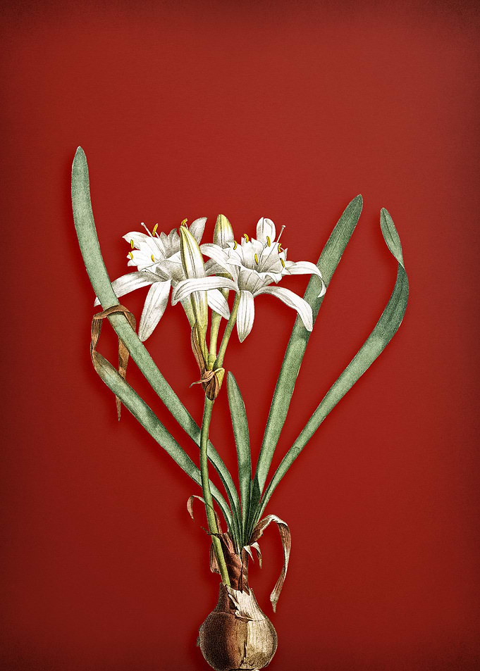 Sea Daffodil on Red