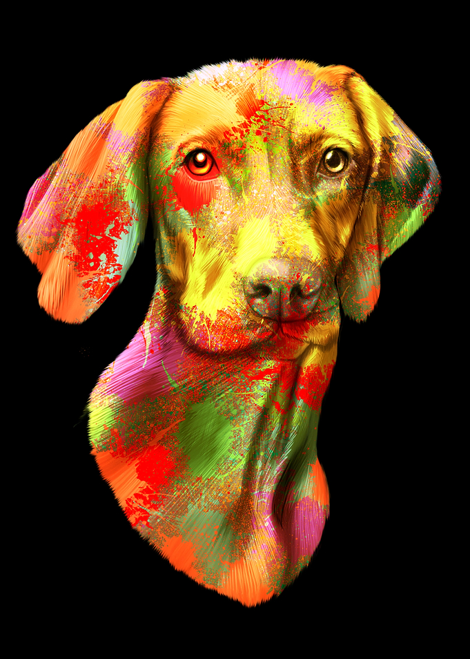 Vizsla Dog Portrait