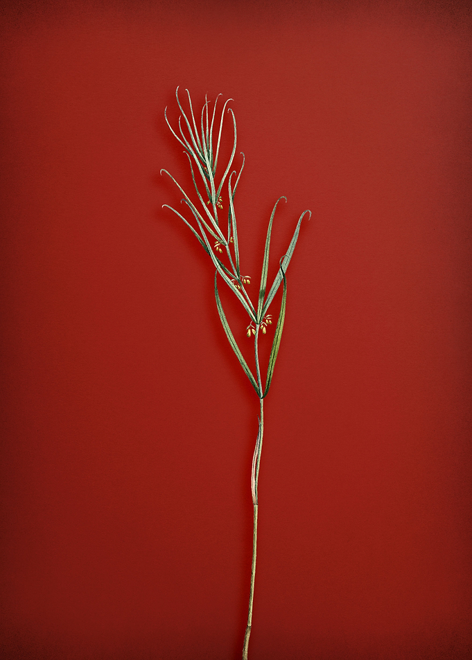 Red Siberian Solomons Seal