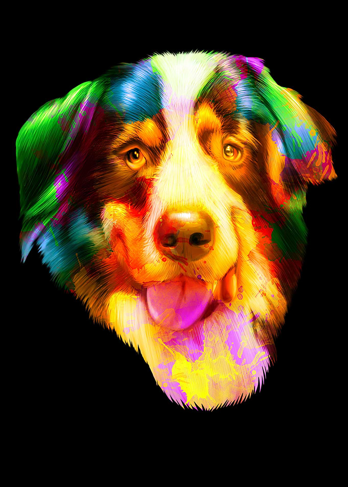 Bernese Mountain Dog