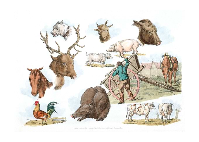 animals heads