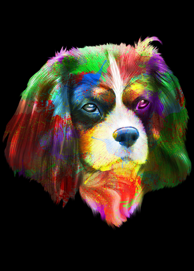 King Charles Cavalier