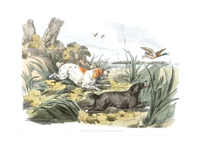 hounds on the hunt