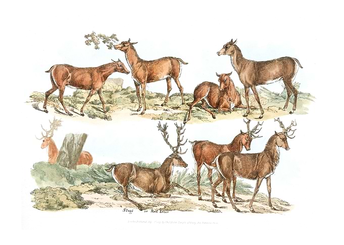 red deer