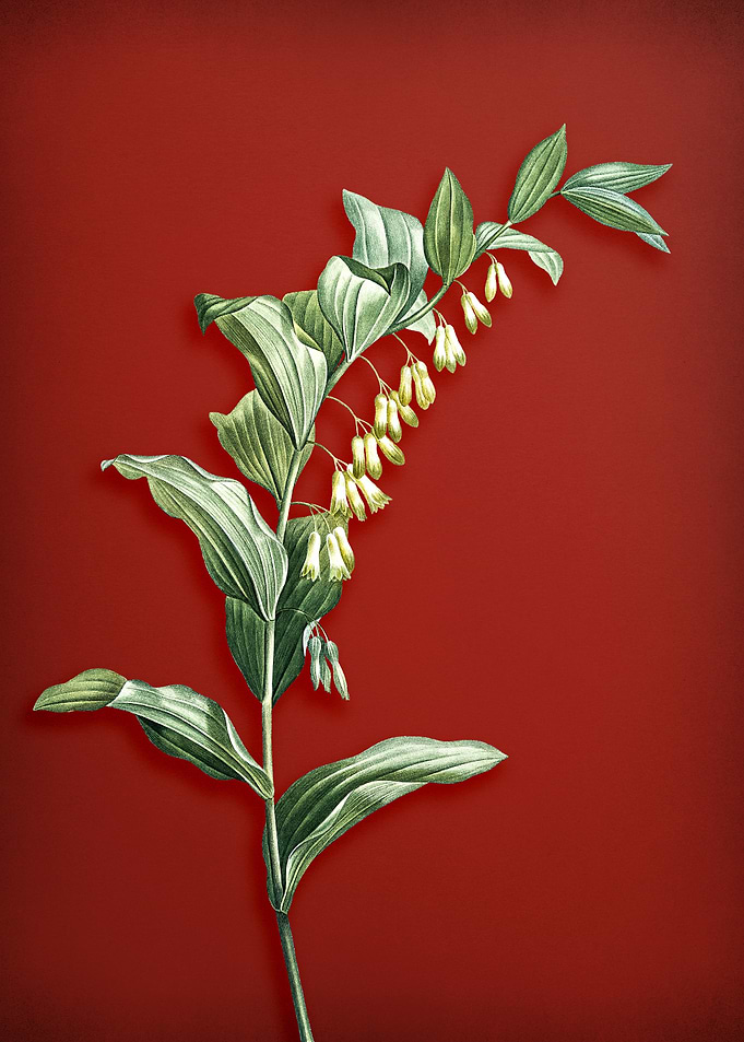 Solomons Seal on Red