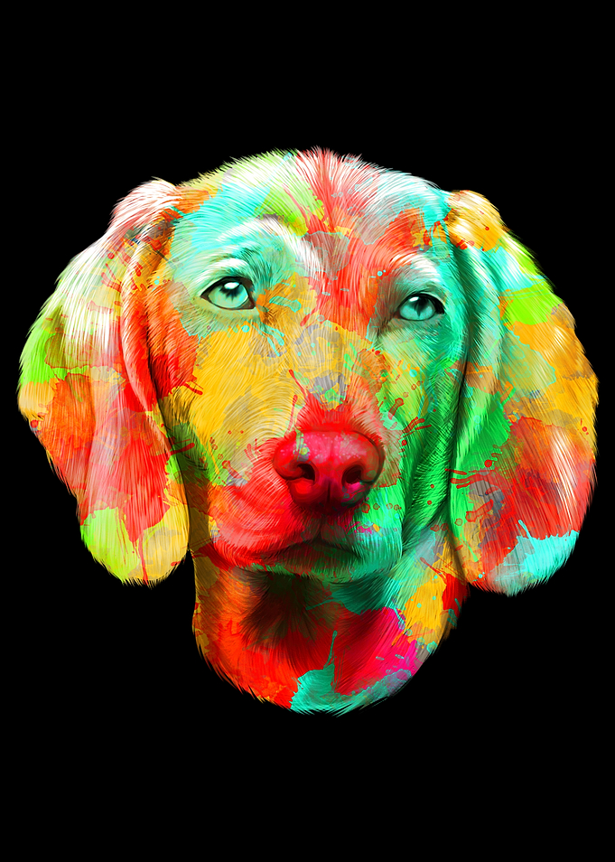 Weimaraner Dog