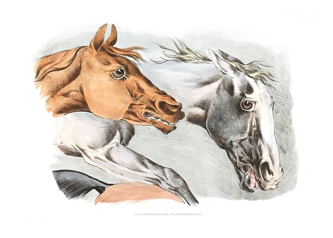 white and brown horses