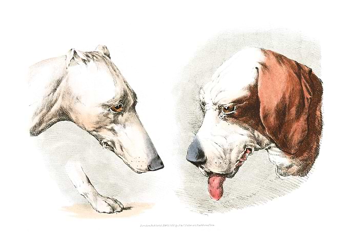 two dog heads