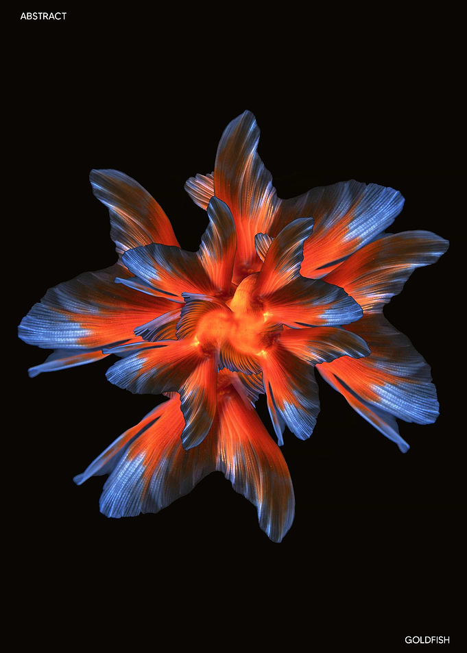 Goldfish