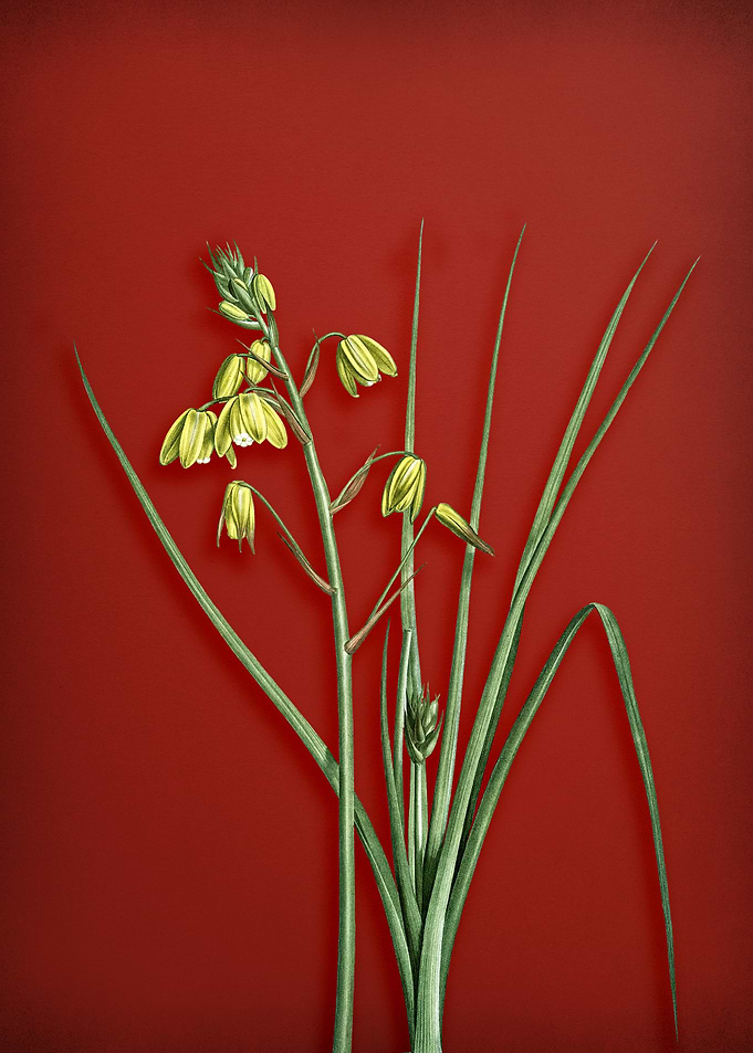 Slime Lily on Red